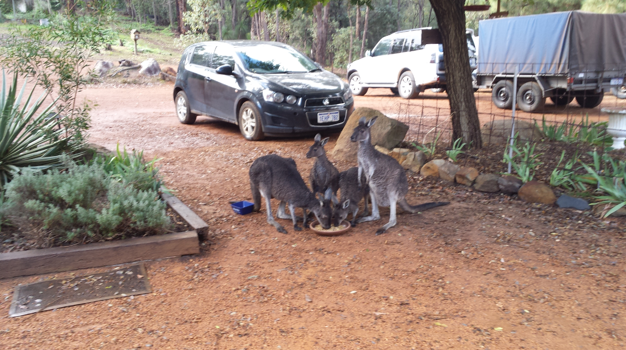 12_campsite_visitors